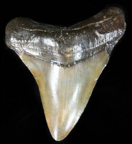 Juvenile Megalodon Tooth - South Carolina #39956